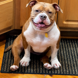 Entry image for Tater Tot