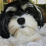 Entry image for ChaCha