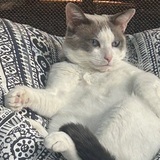 Entry image for Lola.   ( Laid Back Lola) 