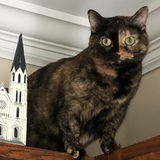 Entry image for Gracie