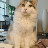 Entry image for Penelope