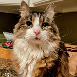Entry image for Hot Pocket 
