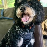 Entry image for Shaggy