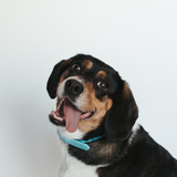 Entry image for Maeberry Sue