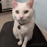 Entry image for Penny (Shelby)
