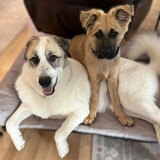 Entry image for Freckles and Fozzy