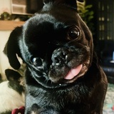 Entry image for Peanut
