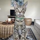 Entry image for Giovanni the Cat Dog