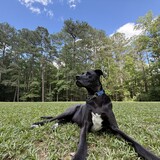 Entry image for Mookie