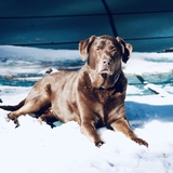 Entry image for Bodhi