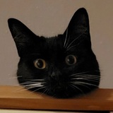 Entry image for Mishi Harrington 