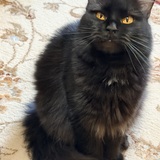 Entry image for Missy