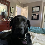 Entry image for Piper