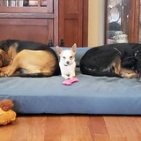 Entry image for Arwen, Steve, & Kobyjack (Rescue Pack)