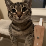 Entry image for Peanut