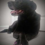 Entry image for Luna Lynn