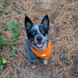 Entry image for Bandit 