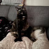 Entry image for Olive 