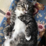 Entry image for Lil Bub