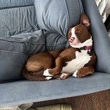 Entry image for Bailey