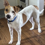 Entry image for Biscuit