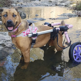 Entry image for Gracie