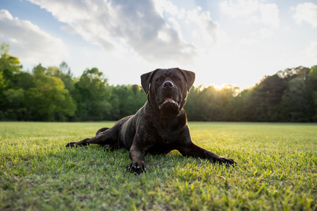 Entry image for Gumbo. Clicking this image will show a larger photo