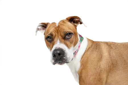 Entry image for Tully. Clicking this image will show a larger photo