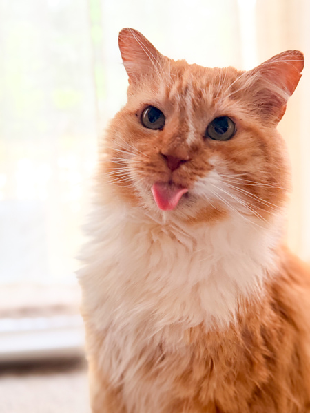 Entry image for Finn. Clicking this image will show a larger photo