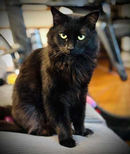 Entry image for Shadow. Clicking this image will show a larger photo