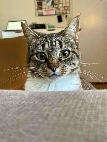 Entry image for Millie. Clicking this image will show a larger photo