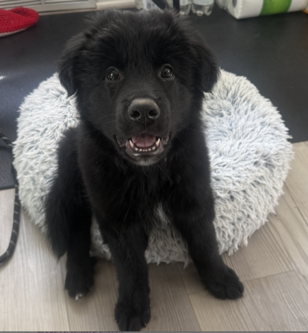 Entry image for Baloo. Clicking this image will show a larger photo