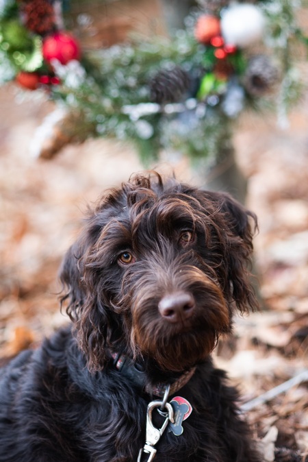 Entry image for Dolly. Clicking this image will show a larger photo