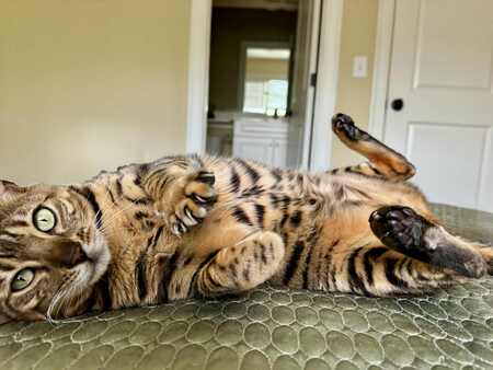 Entry image for Sasha. Clicking this image will show a larger photo
