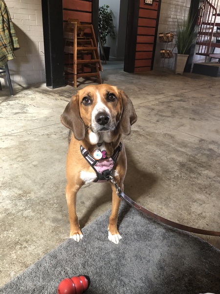 Entry image for Louise (aka Weezie). Clicking this image will show a larger photo
