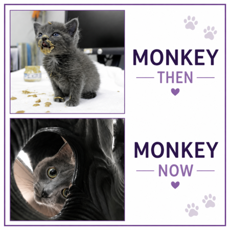 Entry image for Monkey. Clicking this image will show a larger photo
