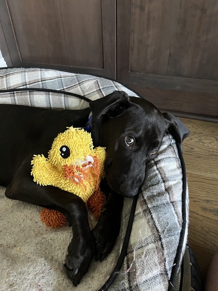 Entry image for Tobi. Clicking this image will show a larger photo