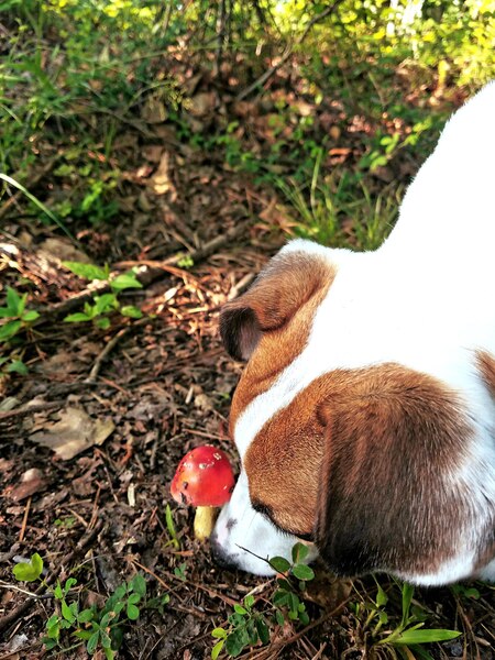 Entry image for Pepper. Clicking this image will show a larger photo