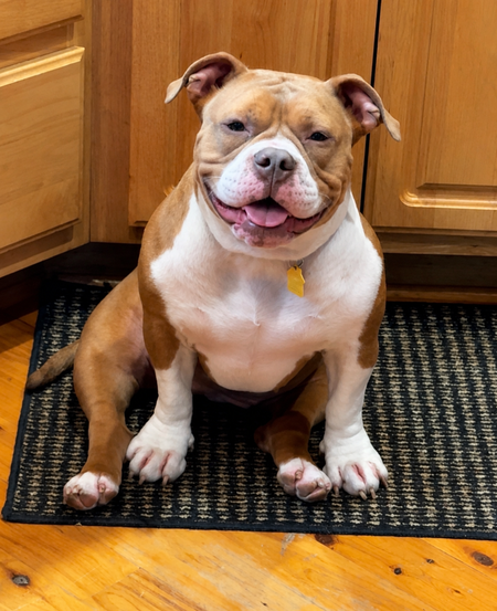 Entry image for Tater Tot. Clicking this image will show a larger photo