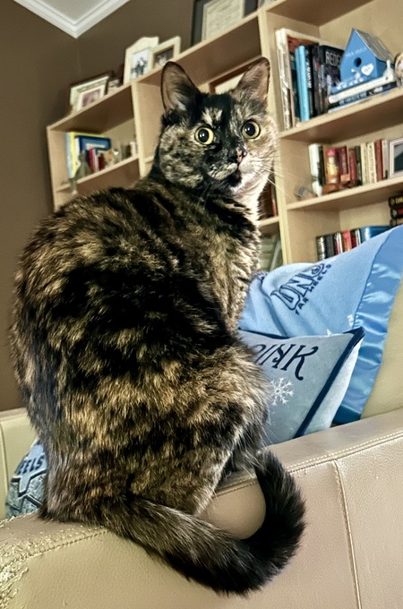 Entry image for Petunia. Clicking this image will show a larger photo