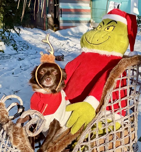 Entry image for Loki. Clicking this image will show a larger photo