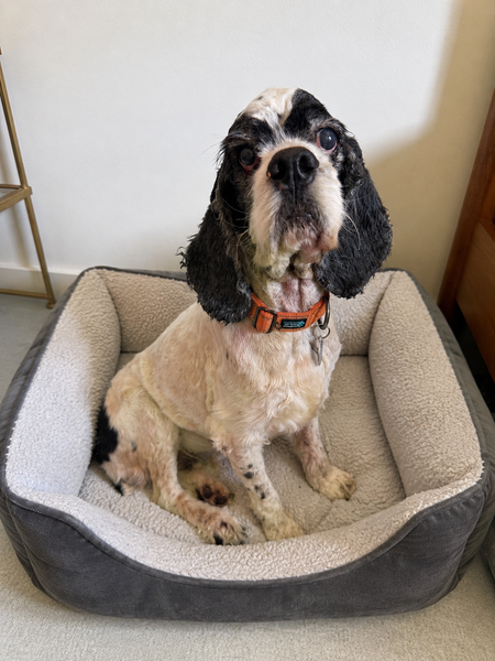 Entry image for Mr. Pickles. Clicking this image will show a larger photo