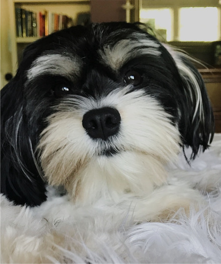 Entry image for ChaCha. Clicking this image will show a larger photo