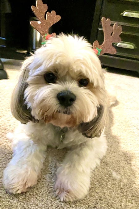 Entry image for McGee. Clicking this image will show a larger photo