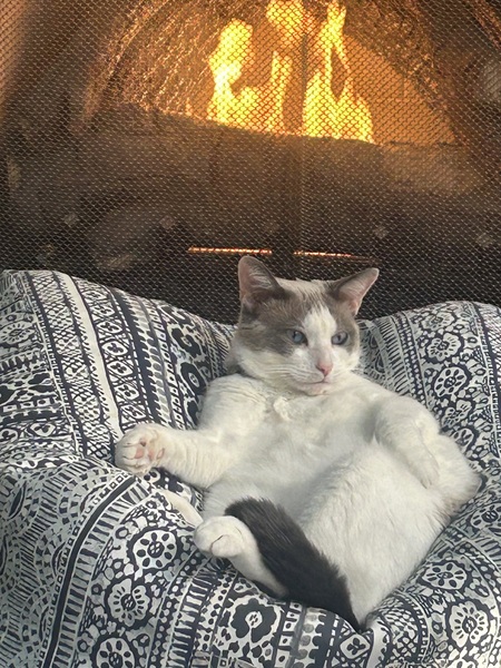 Entry image for Lola.   ( Laid Back Lola) . Clicking this image will show a larger photo