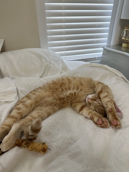 Entry image for Cheeto. Clicking this image will show a larger photo