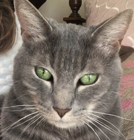 Entry image for Miko. Clicking this image will show a larger photo