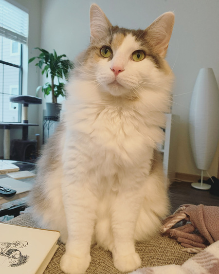 Entry image for Penelope. Clicking this image will show a larger photo