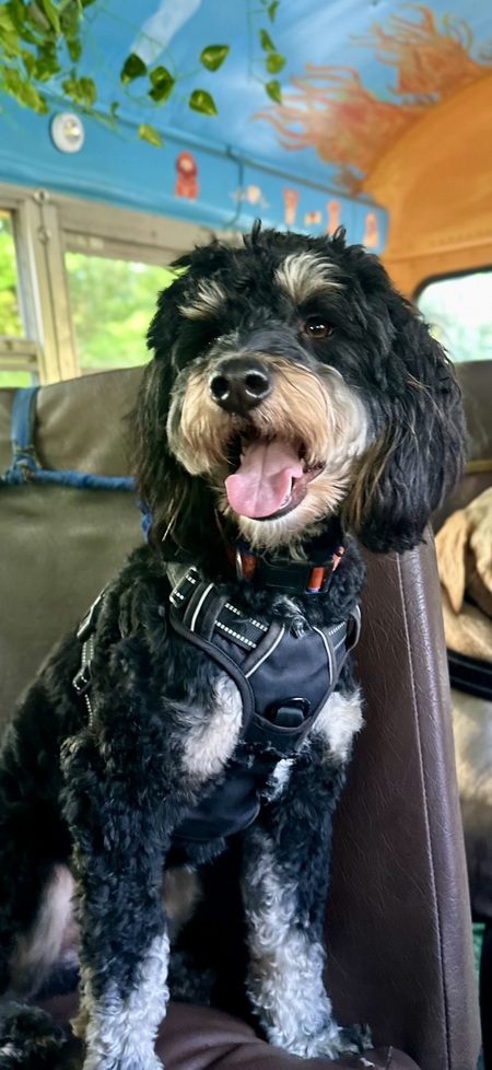 Entry image for Shaggy. Clicking this image will show a larger photo