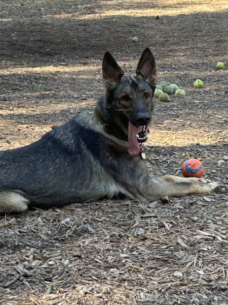 Entry image for Jasper. Clicking this image will show a larger photo